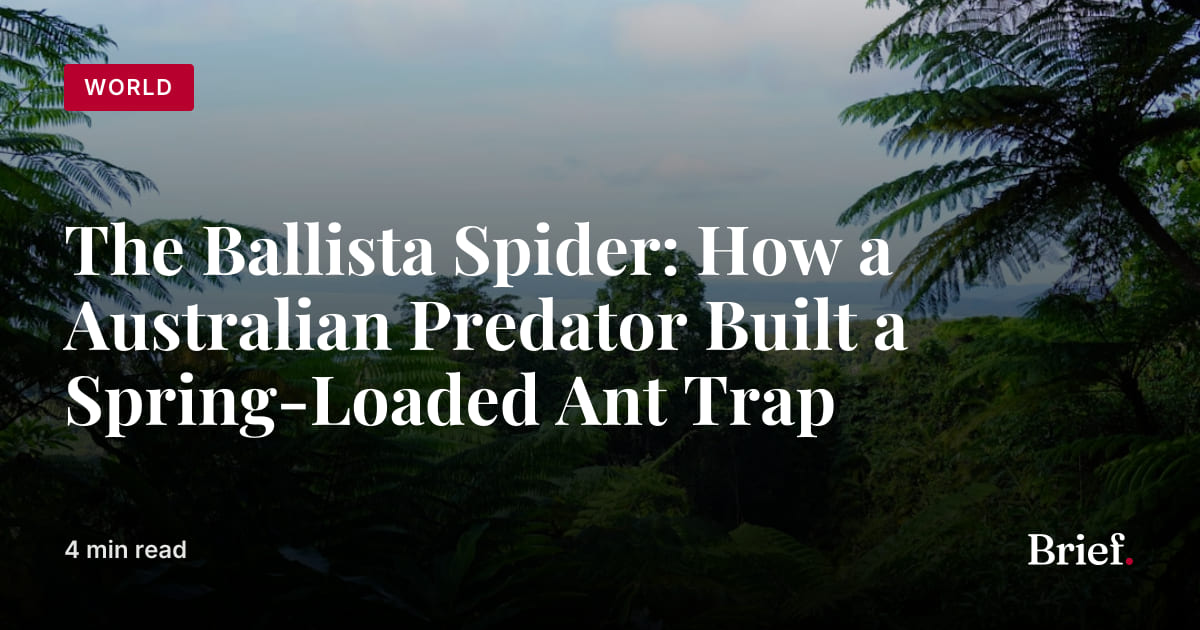 The Ballista Spider: How a Australian Predator Built a Spring-Loaded ...